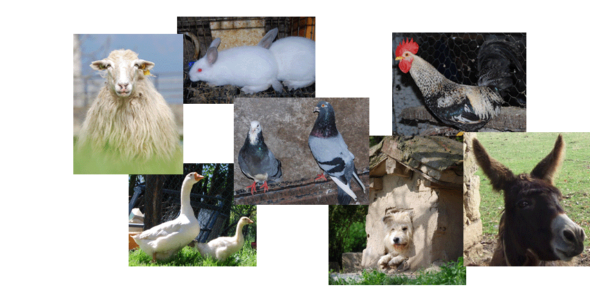 Animaliak